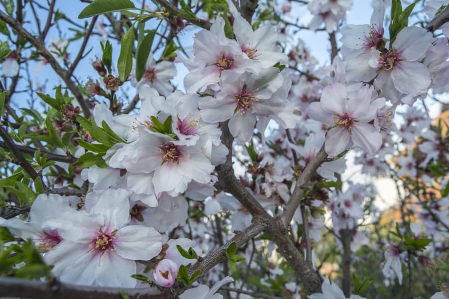 Cerisier du Japon en fleur